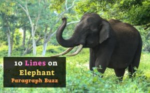 write about elephant 10 lines