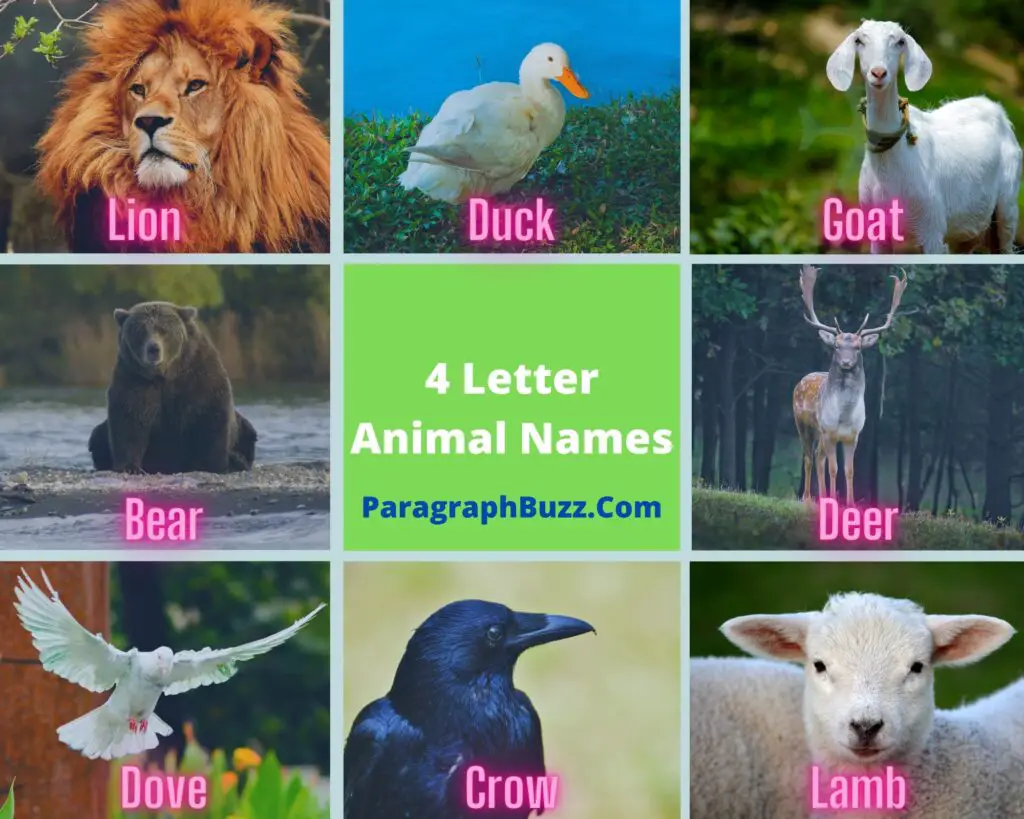 4 Letter Animal Names Pictures Definitions Sentence Examples